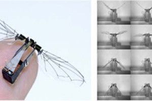 size-of-robobee